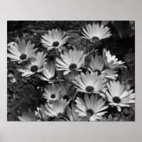 African Daisy Flowers In Black And White