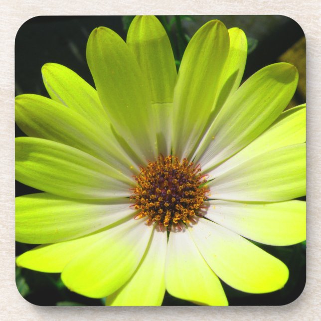African Daisy Fluorescent Yellow Cork Coaster (Front)