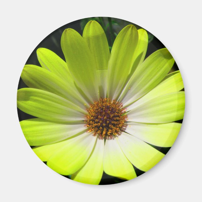 African Daisy Fluorescent Yellow Magnet (Front)