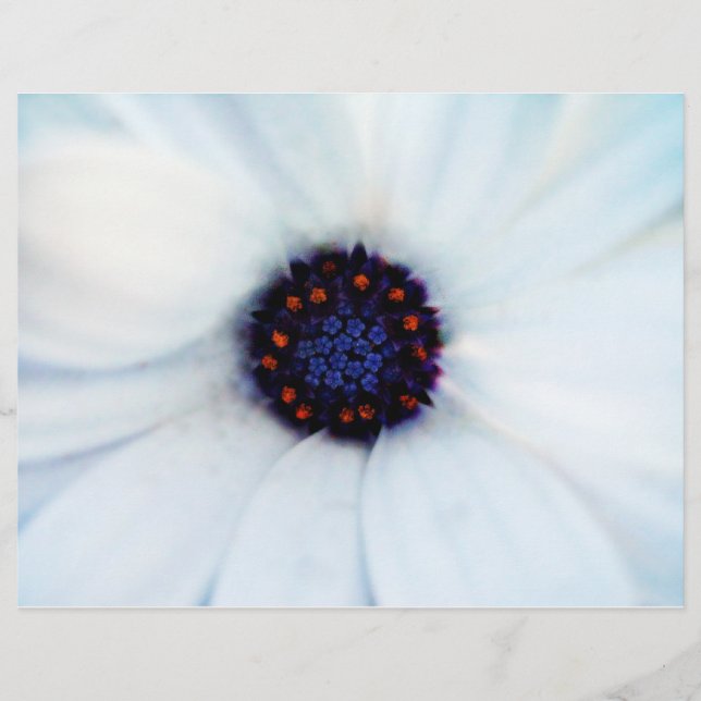 African Daisy Flyer (Front)