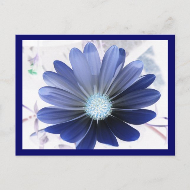 African Daisy Glowing Blue Postcard (Front)