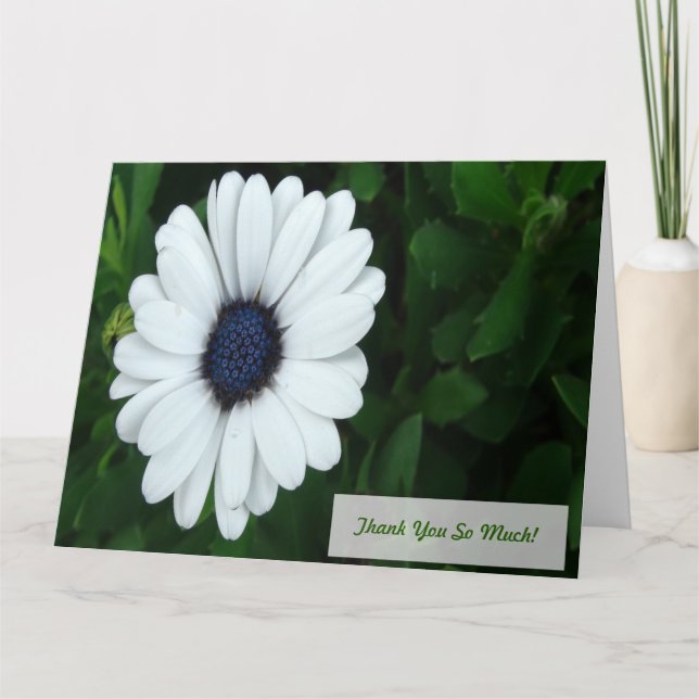African Daisy greeting card (Front)