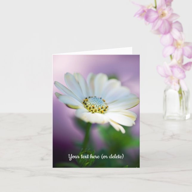 African Daisy Greeting Card (Orchid)