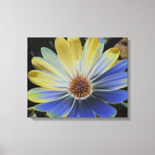 African Daisy Lapis and Gold Canvas Print