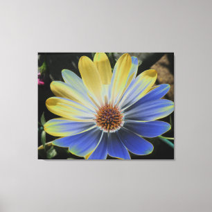 African Daisy Lapis and Gold Canvas Print