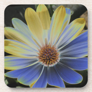 African Daisy Lapis and Gold Cork Coaster