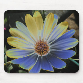African Daisy Lapis and Gold Mousepad