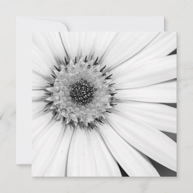 African Daisy Monochrome Floral Card (Front)