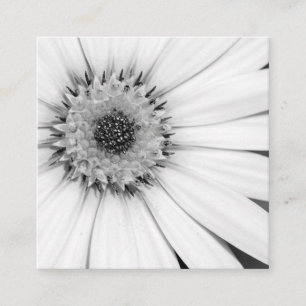 African Daisy Monochrome Floral Square Business Ca Card