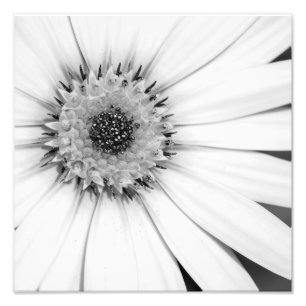 African Daisy Monochrome Photo Print