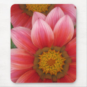 African Daisy Mouse Pad