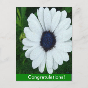 African Daisy Postcard