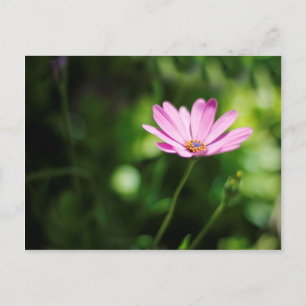 African daisy postcard