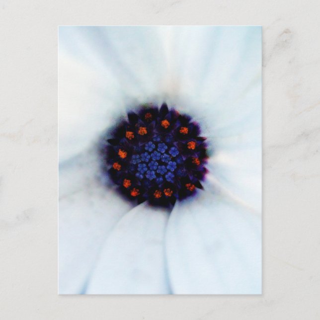 African Daisy Postcard (Front)