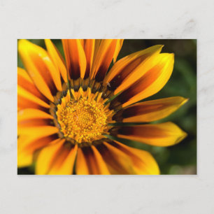 African Daisy Postcard