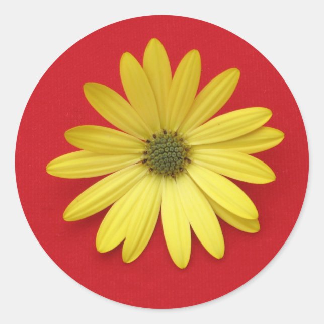 African Daisy Sticker (Front)