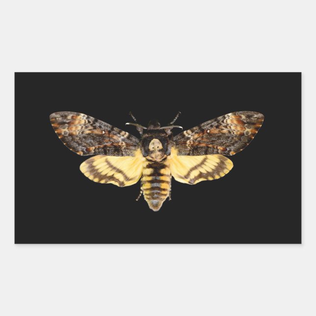 african death head moth butterfly insect Acheronti Sticker (Front)