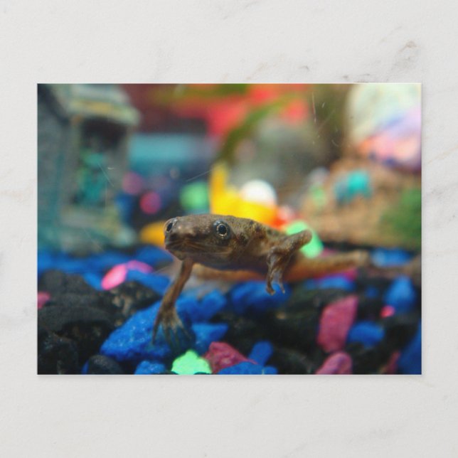 African Dwarf Frog Postcard (Front)