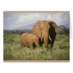 African Elephant