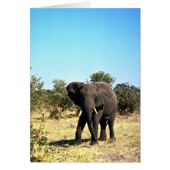 African Elephant (Front)