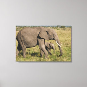 African Elephant and cub (Loxodonta africana), Canvas Print