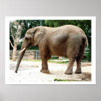 African elephant animal