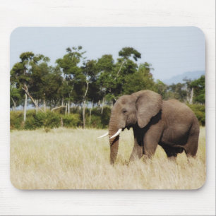 African elephant bull mouse pad