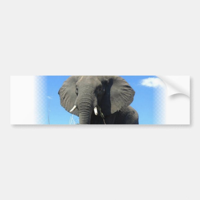 African Elephant Bumper Sticker (Front)