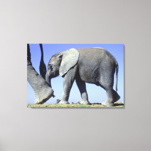 African Elephant Calf Canvas Print