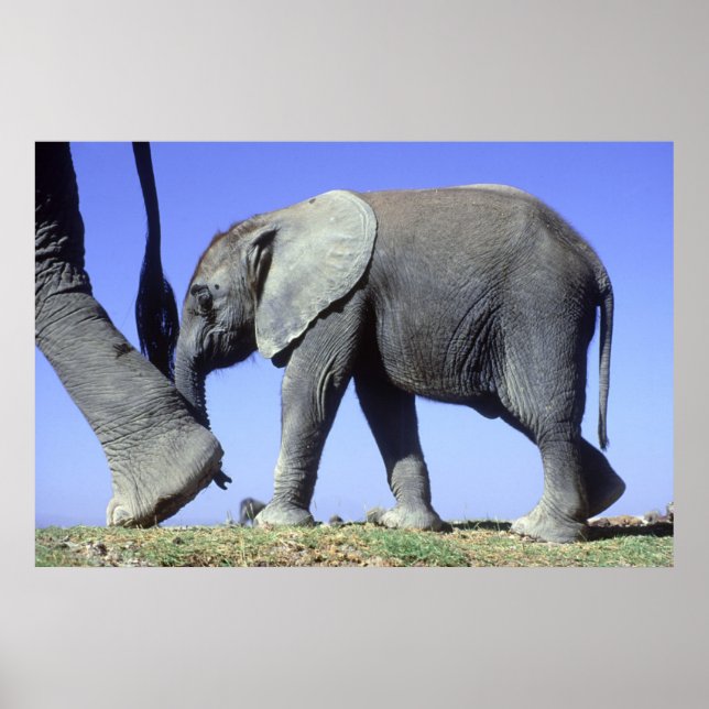 African Elephant Calf Poster (Front)