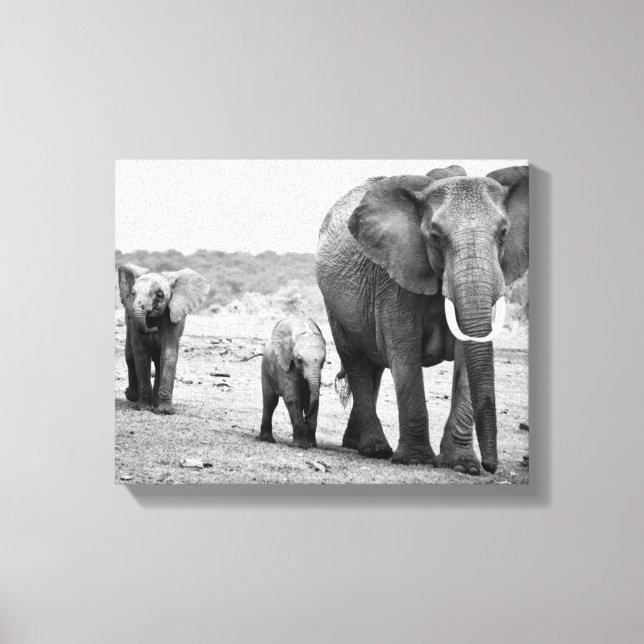 African Elephant & Calves | Kenya, Africa Canvas Print (Front)
