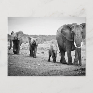 African Elephant & Calves Kenya, Africa Postcard