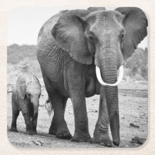 African Elephant & Calves Kenya, Africa Square Paper Coaster