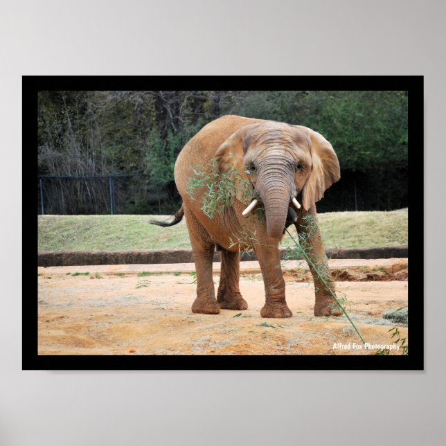 African Elephant Eating Poster (Front)