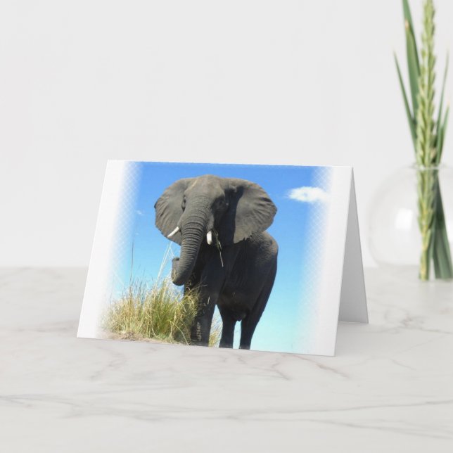 African Elephant Greeting Card (Front)