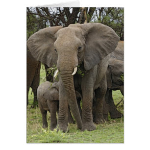 African Elephant   Herd