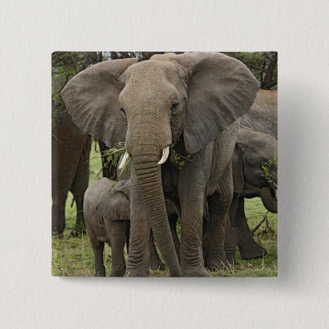 African Elephant | Herd 2 Inch Square Button (Front)