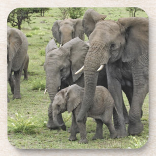 African Elephant herd, Loxodonta africana, 2 Coaster