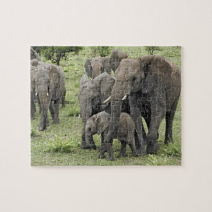 African Elephant herd, Loxodonta africana, 2 Jigsaw Puzzle