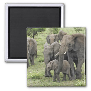 African Elephant herd, Loxodonta africana, 2 Magnet