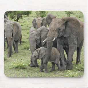 African Elephant herd, Loxodonta africana, 2 Mouse Pad