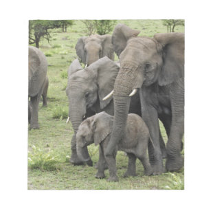 African Elephant herd, Loxodonta africana, 2 Notepad