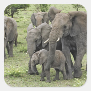 African Elephant herd, Loxodonta africana, 2 Square Sticker