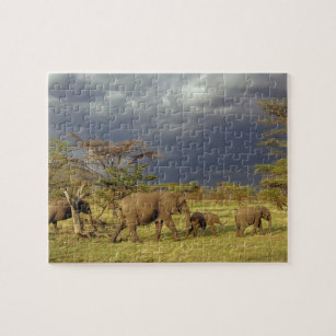 African Elephant herd, Loxodonta africana, Jigsaw Puzzle