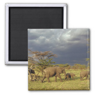 African Elephant herd, Loxodonta africana, Magnet