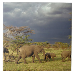 African Elephant herd, Loxodonta africana, Tile