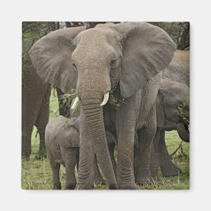 African Elephant   Herd Magnet