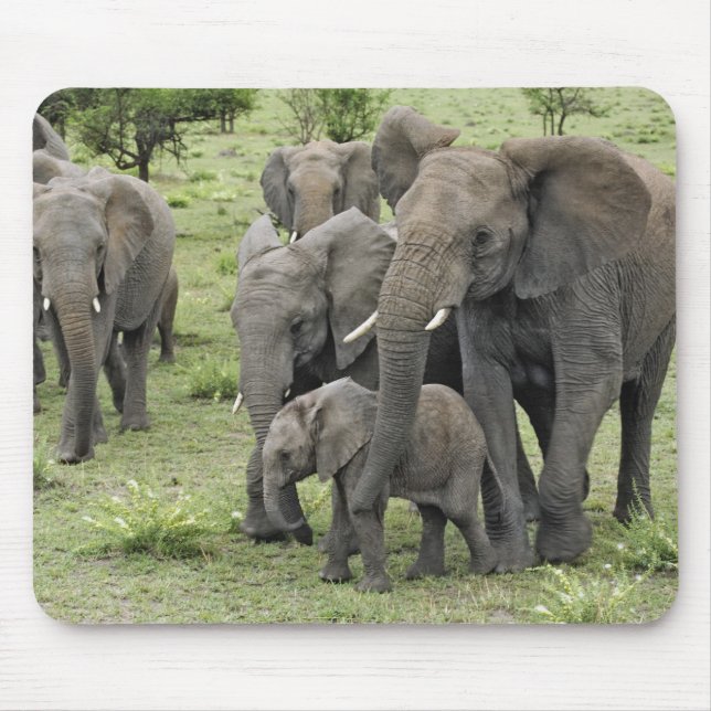 African Elephant Herd Mouse Pad (Front)