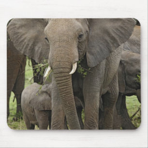 African Elephant Herd Mouse Pad