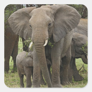 African Elephant   Herd Square Sticker